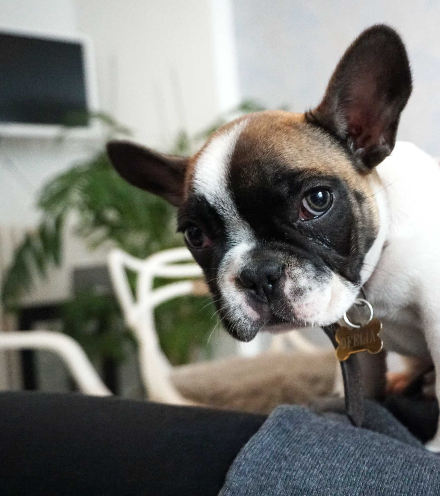 Odyssey of a Stray: Transformative Journeys of Rescue Dogs