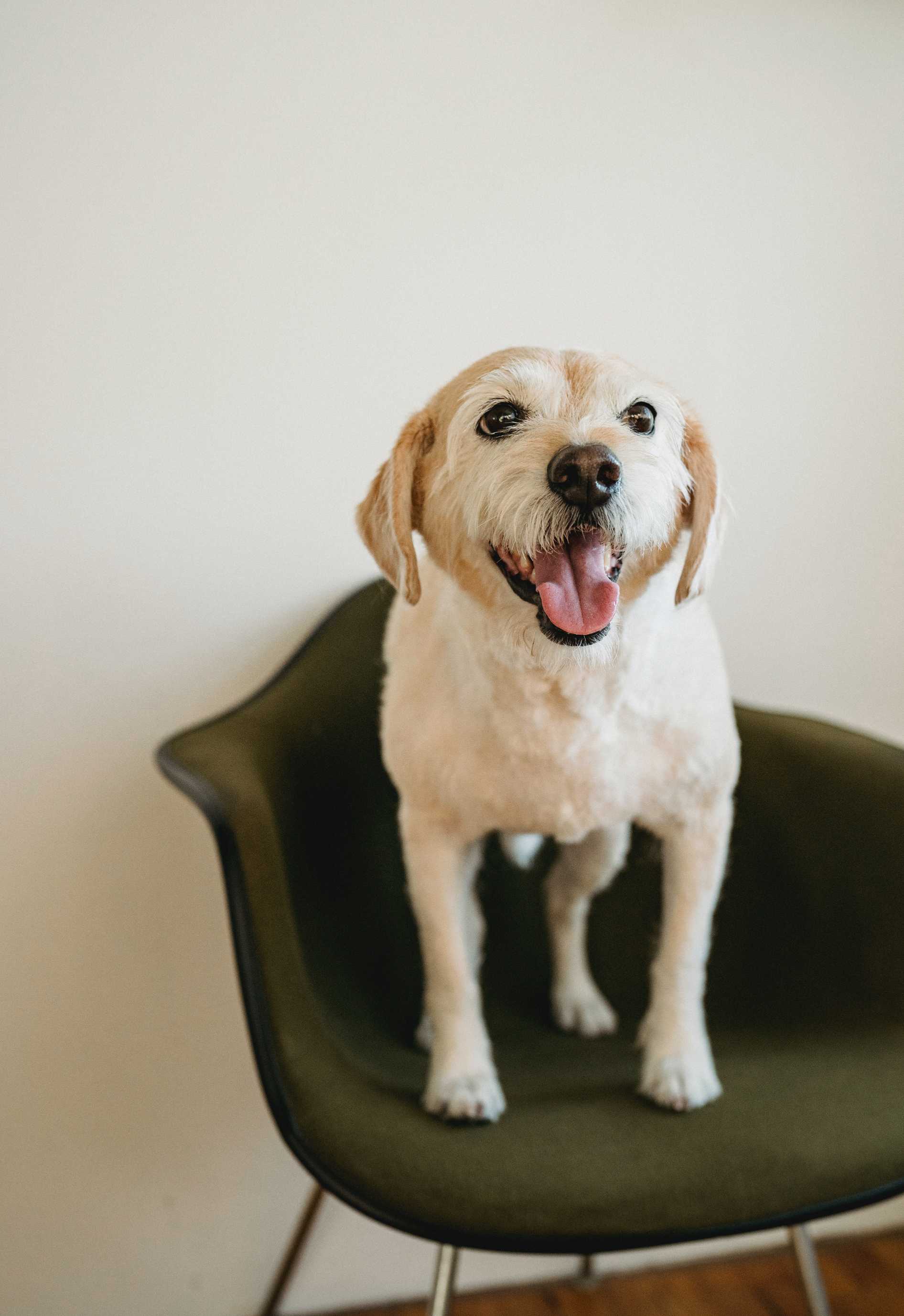 The Marvels of Canine Scent: Unveiling Super-powered Noses