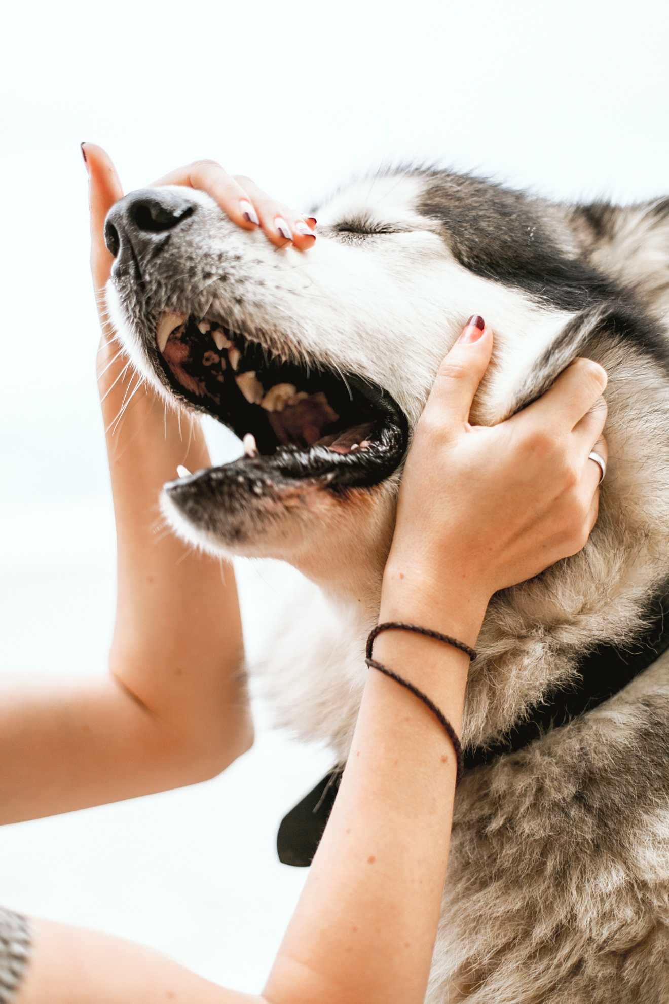 From Battlefields to Living Rooms: The History of Service Dogs