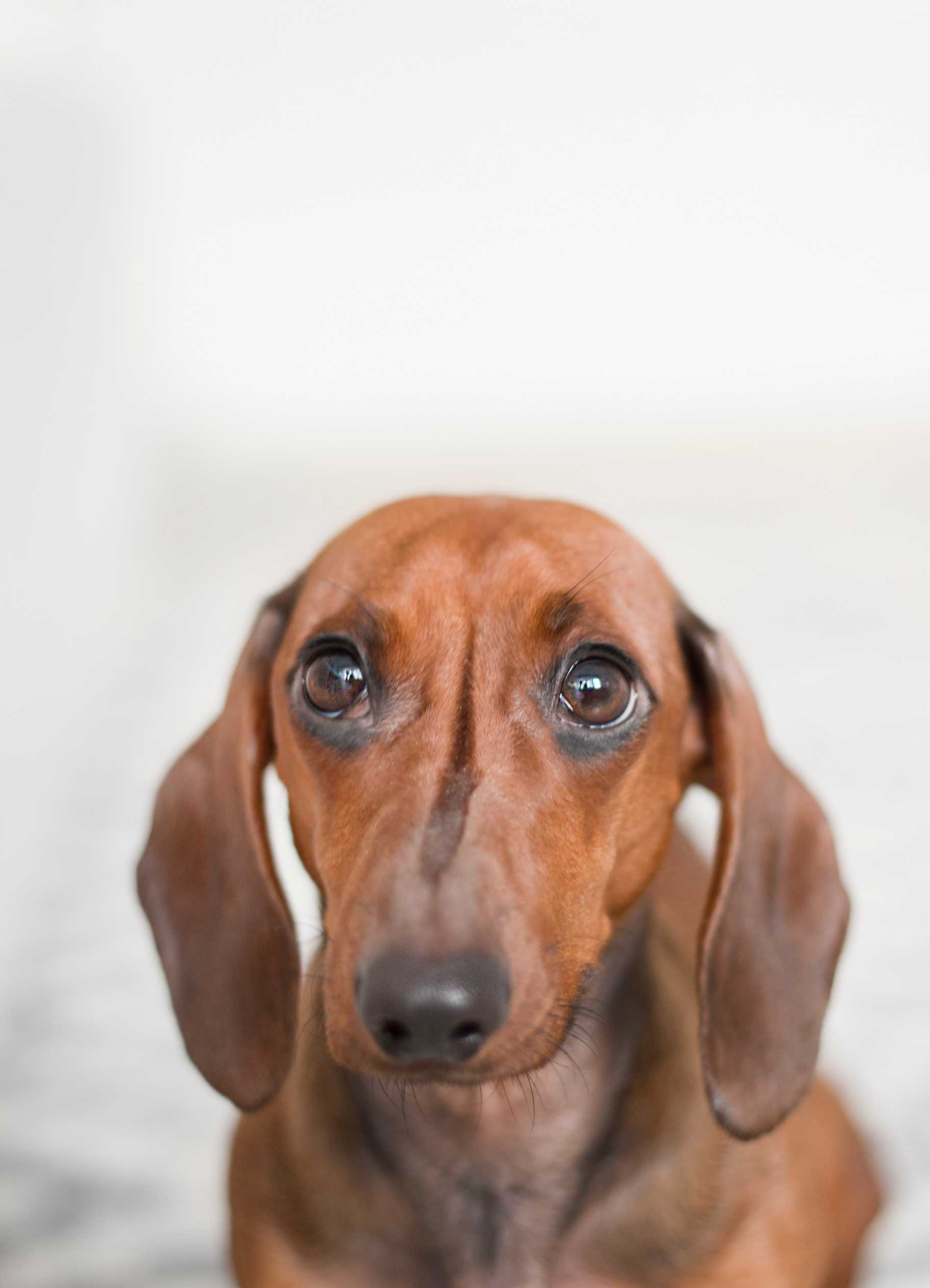 Canine Aquatics: Exploring the Benefits of Water Workouts for Dogs