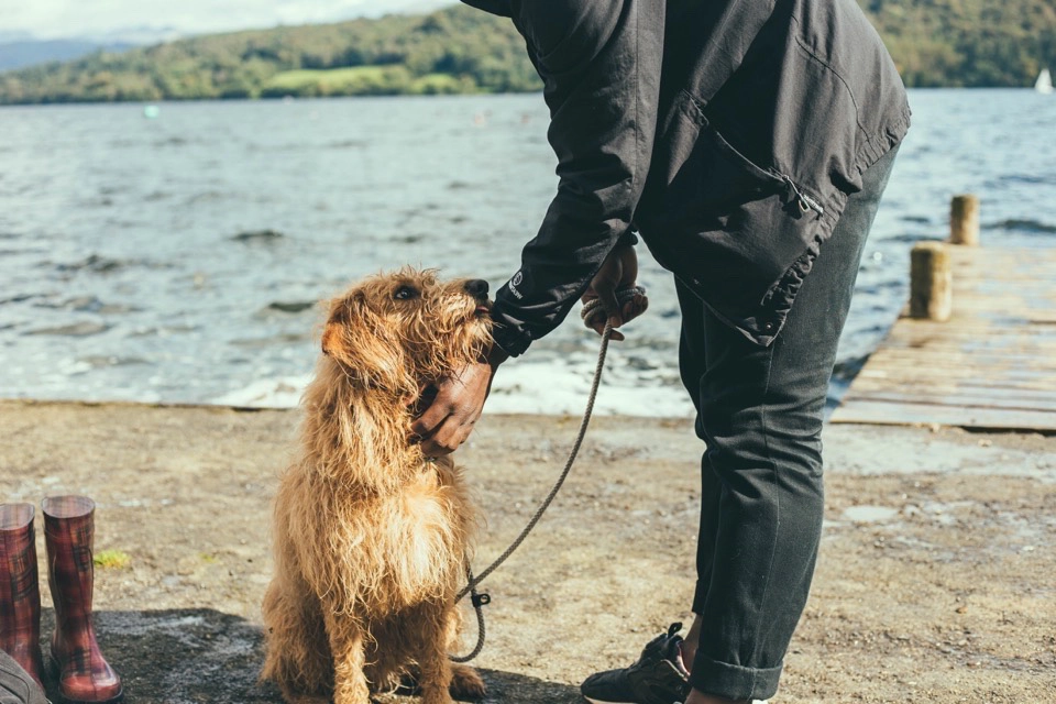 A golden dog receiving pets by it's owner on the beach.