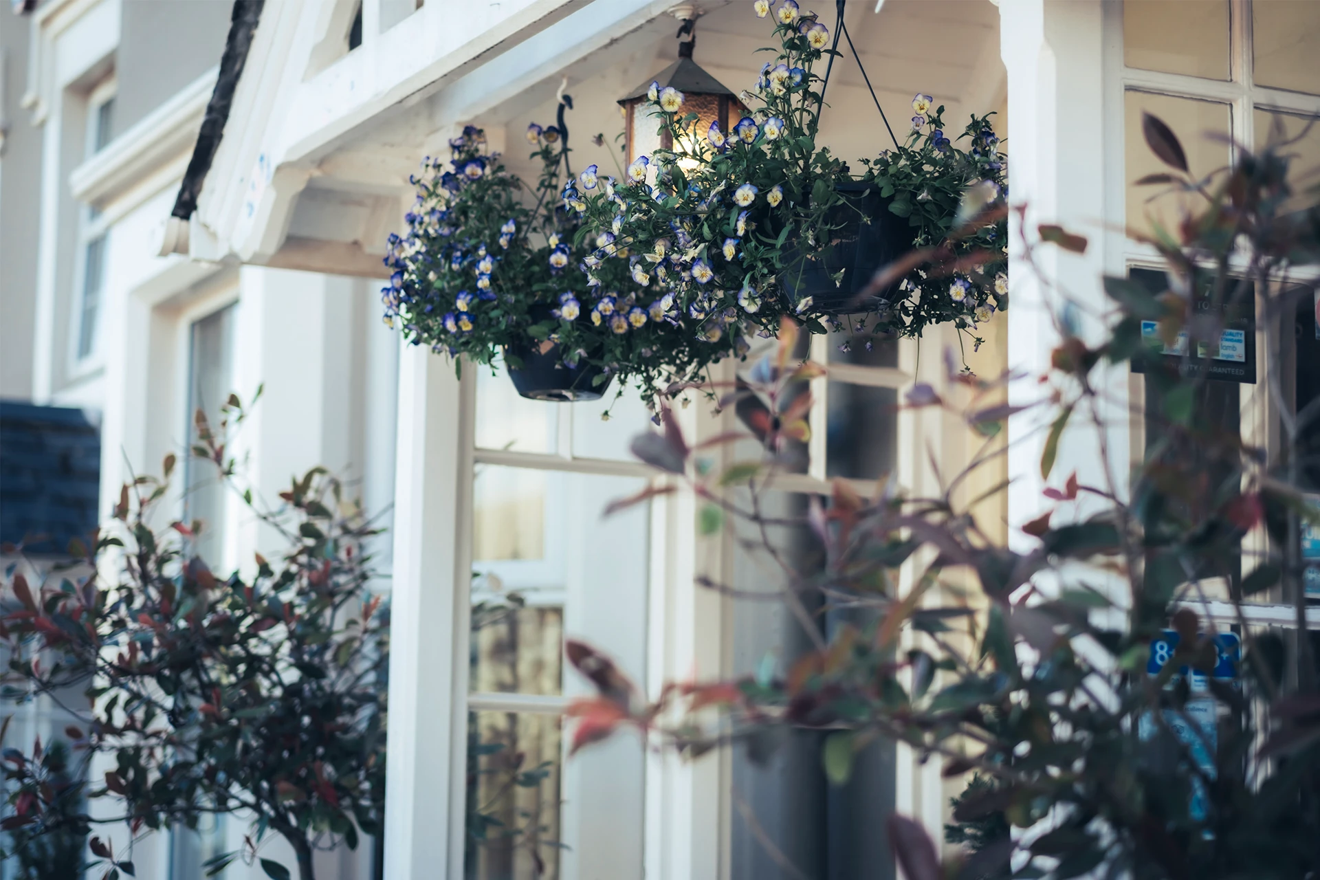 Hanging baskets filled with greenery and flowers adorn the exterior of a white building, giving it a charming and welcoming appearance. The baskets are mounted above windows, enhancing the classic architecture with their lush growth.
