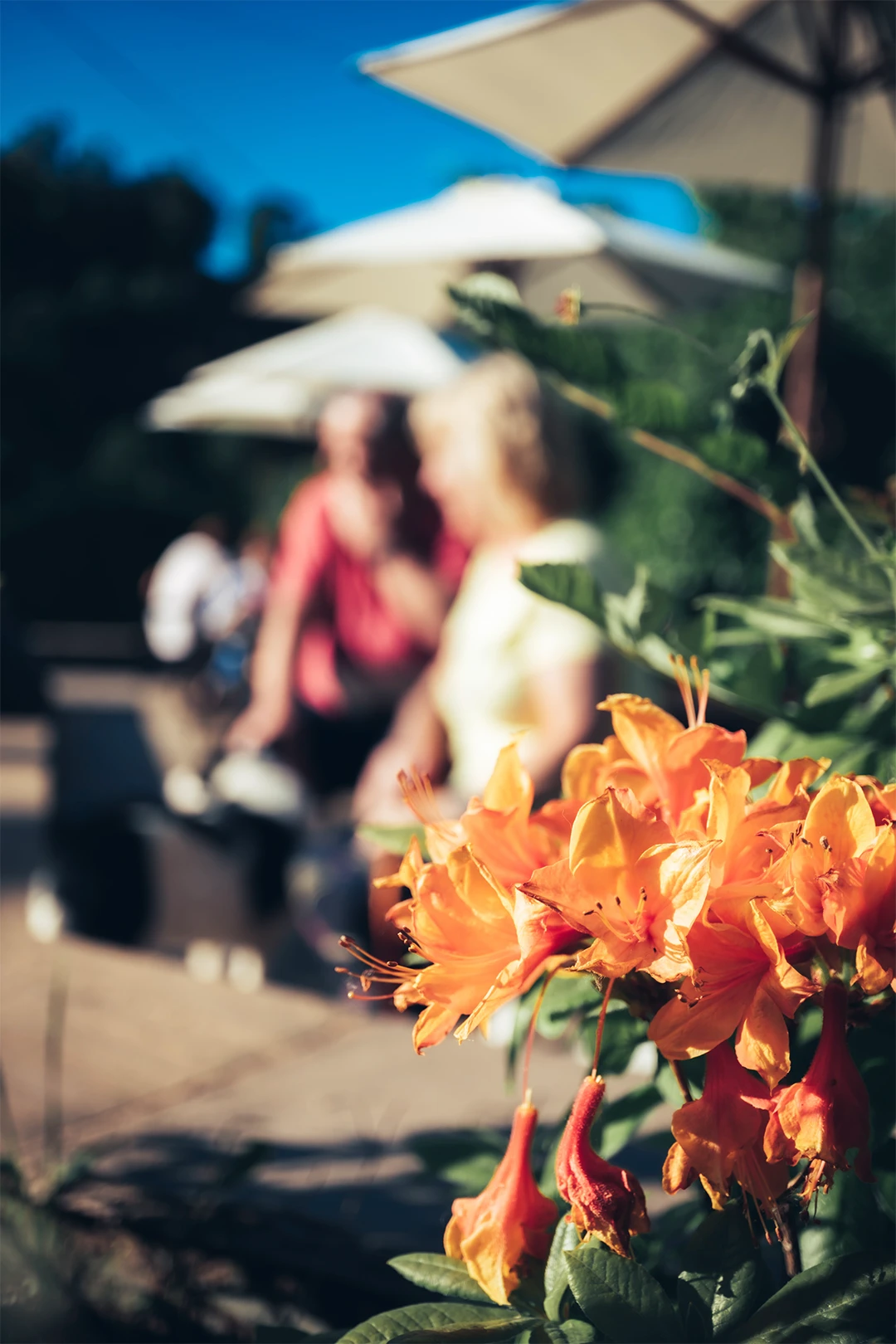 A close-up of vibrant orange flowers with green leaves in the foreground. In the blurred background, there are people sitting outdoors under large umbrellas, suggesting a sunny day in a casual setting.