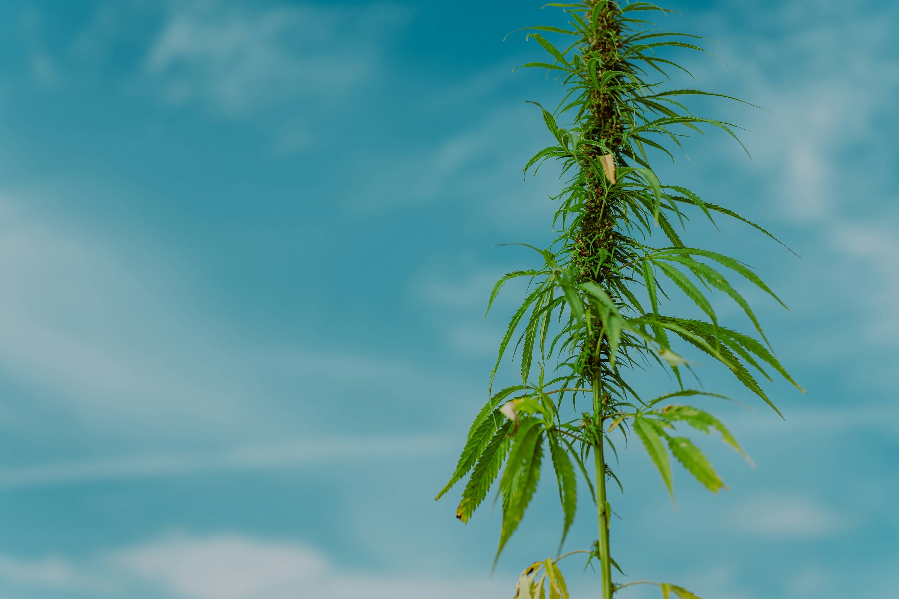 From Symbols to Synthetics: How Flags Reflect Our Choices for the Environment