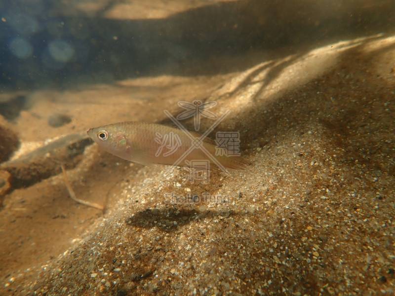 因分布狹窄受注目的淡水魚：香港鬥魚，在沙螺洞亦有紀錄