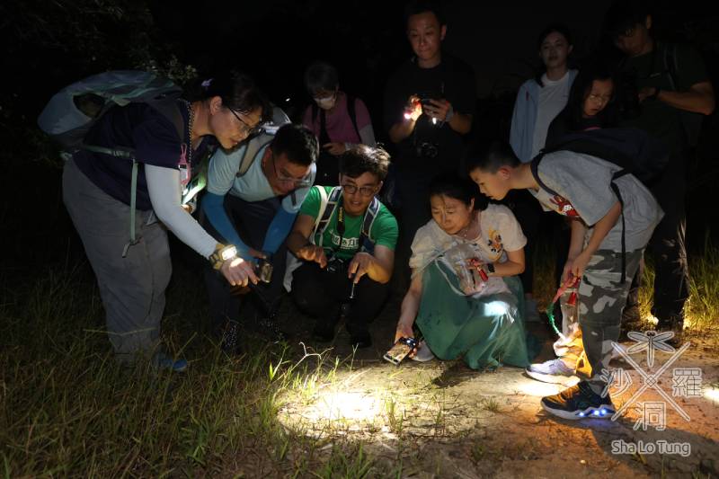 沙羅洞的日間及夜間導賞團,專業人士帶領公衆或學校團體探索濕地動植物