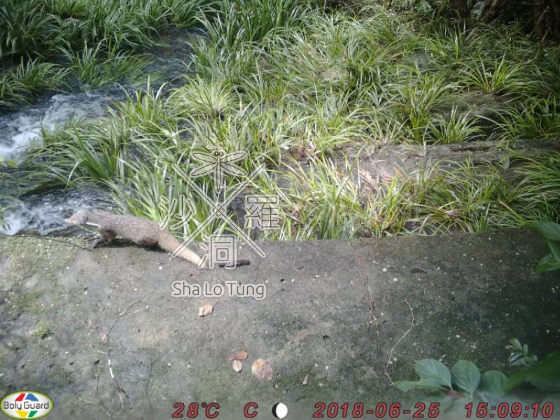 本地分布範圍局限的哺乳類動物：食蟹獴，在沙螺洞亦有紀錄