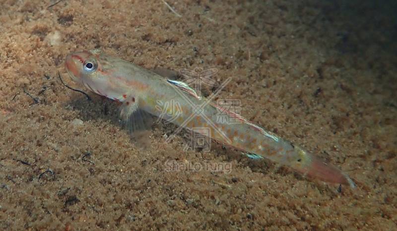 淡水魚