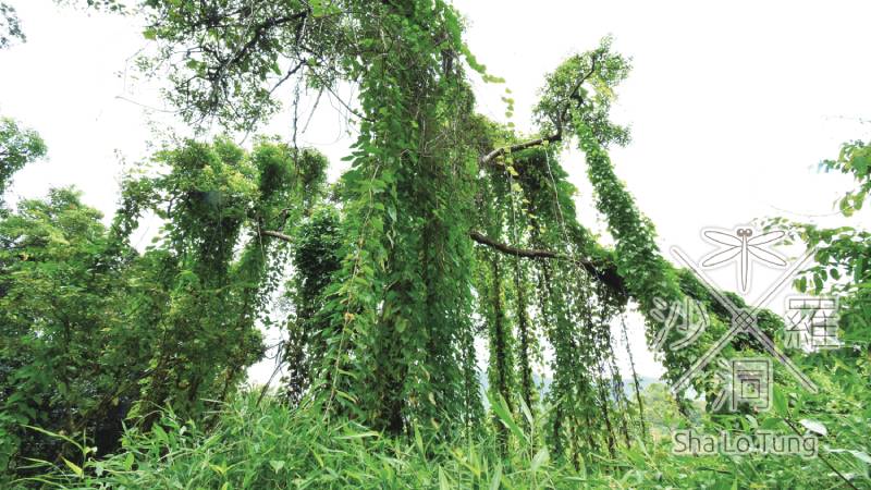 沙螺洞面對的威脅: 外來入侵性植物大量生長