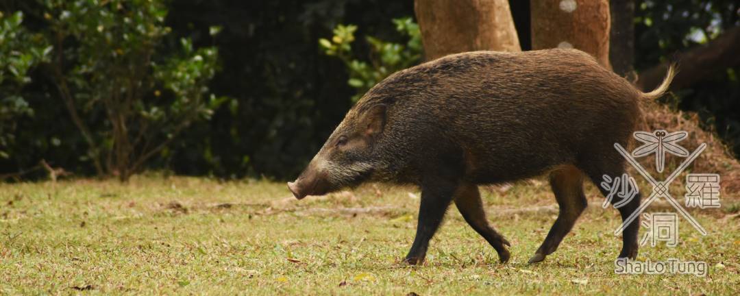 沙螺洞常見哺乳類動物：野豬