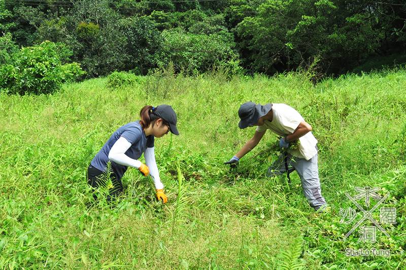 volunteer removing invasive Mikania from the marshes