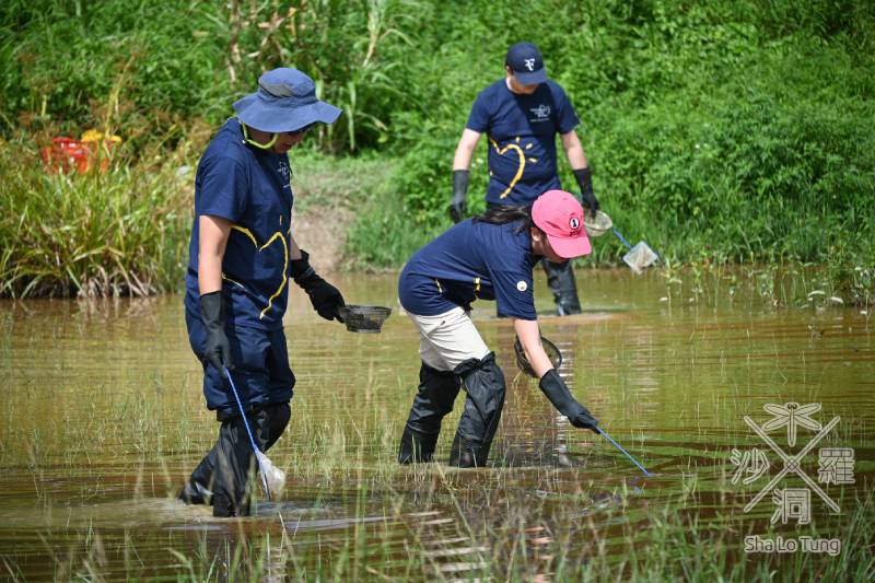 participants picking up apple snail from eco-pond