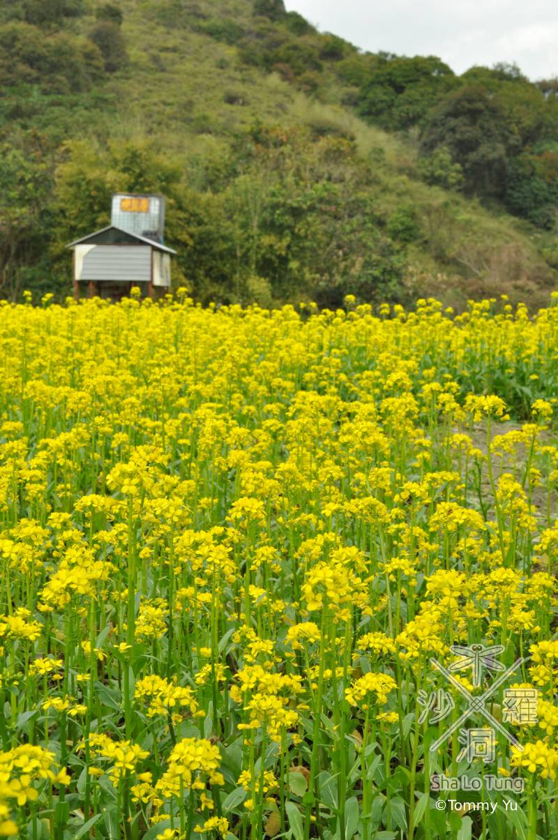 種植油菜花令沙螺洞濕地變乾