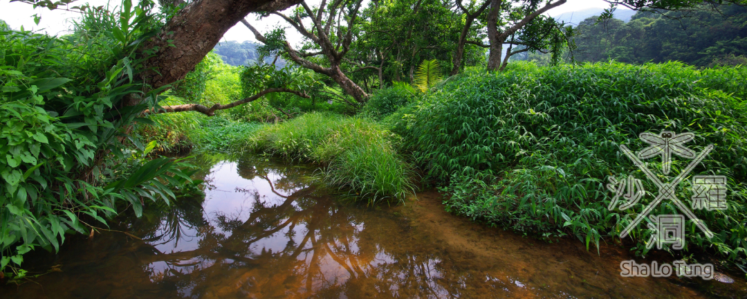沙螺洞河溪