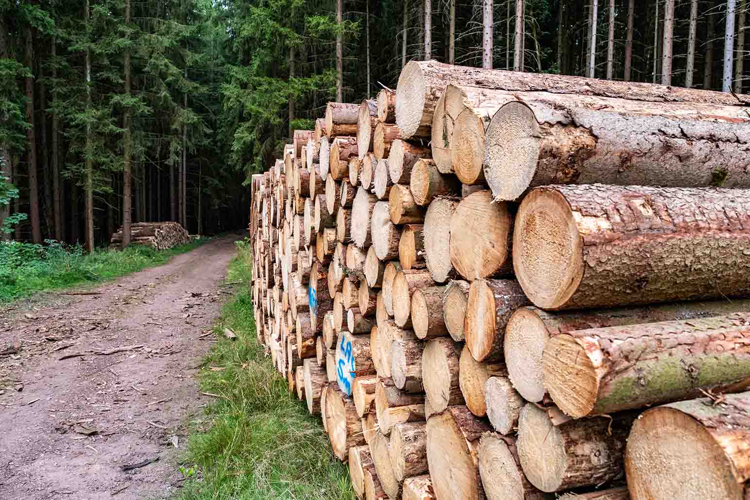 wood logs piled on the side of a forest path