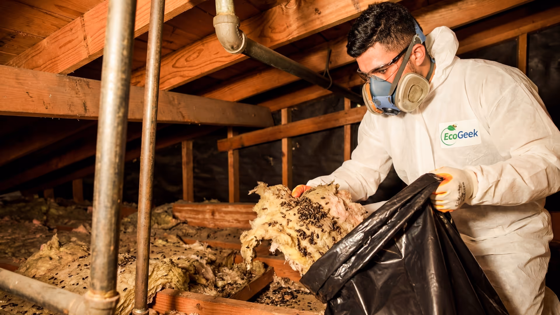 Rodent Decontamination & Cleanup Services