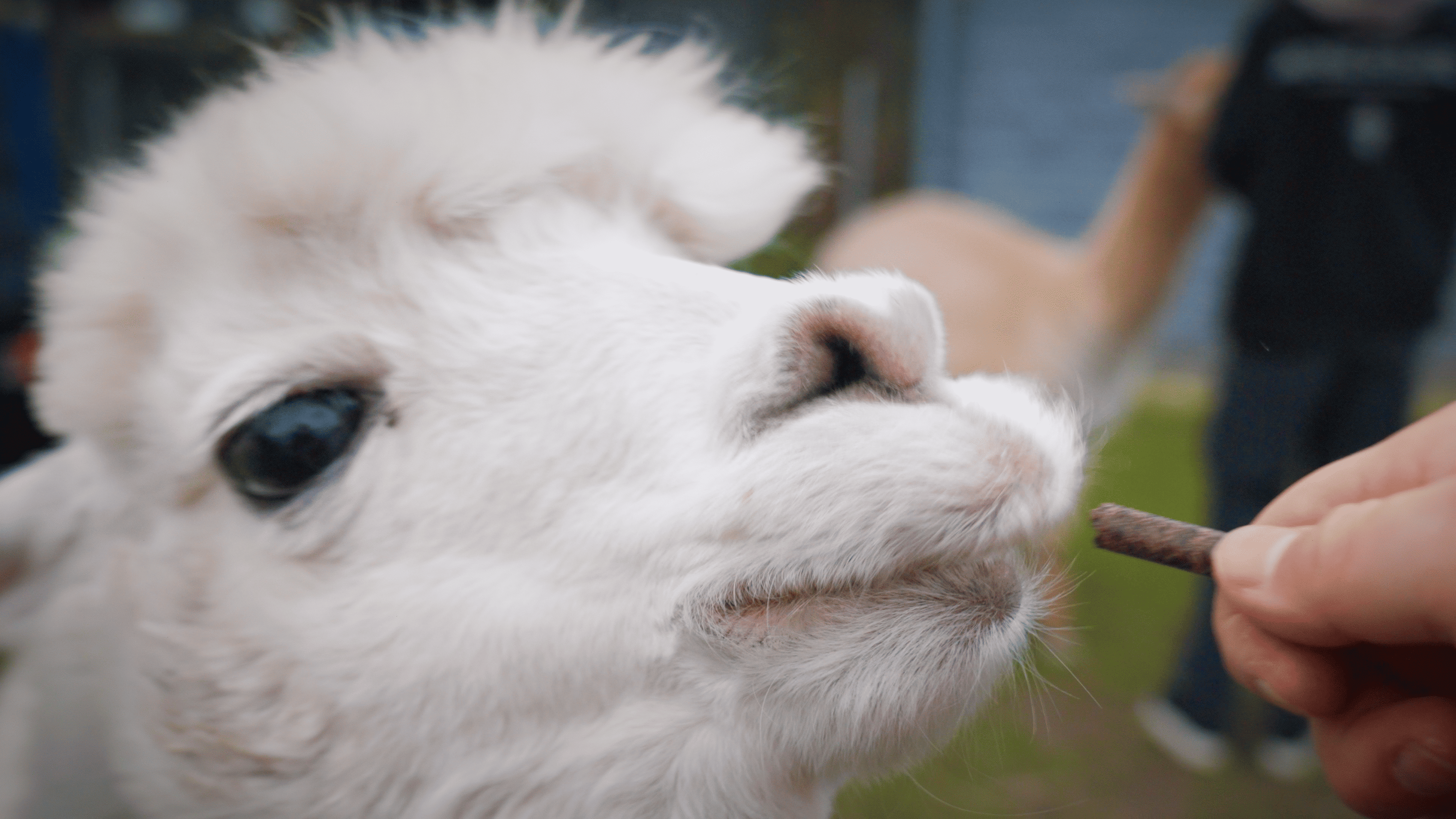 Ein Alpaka bekommt ein etwas zu essen.