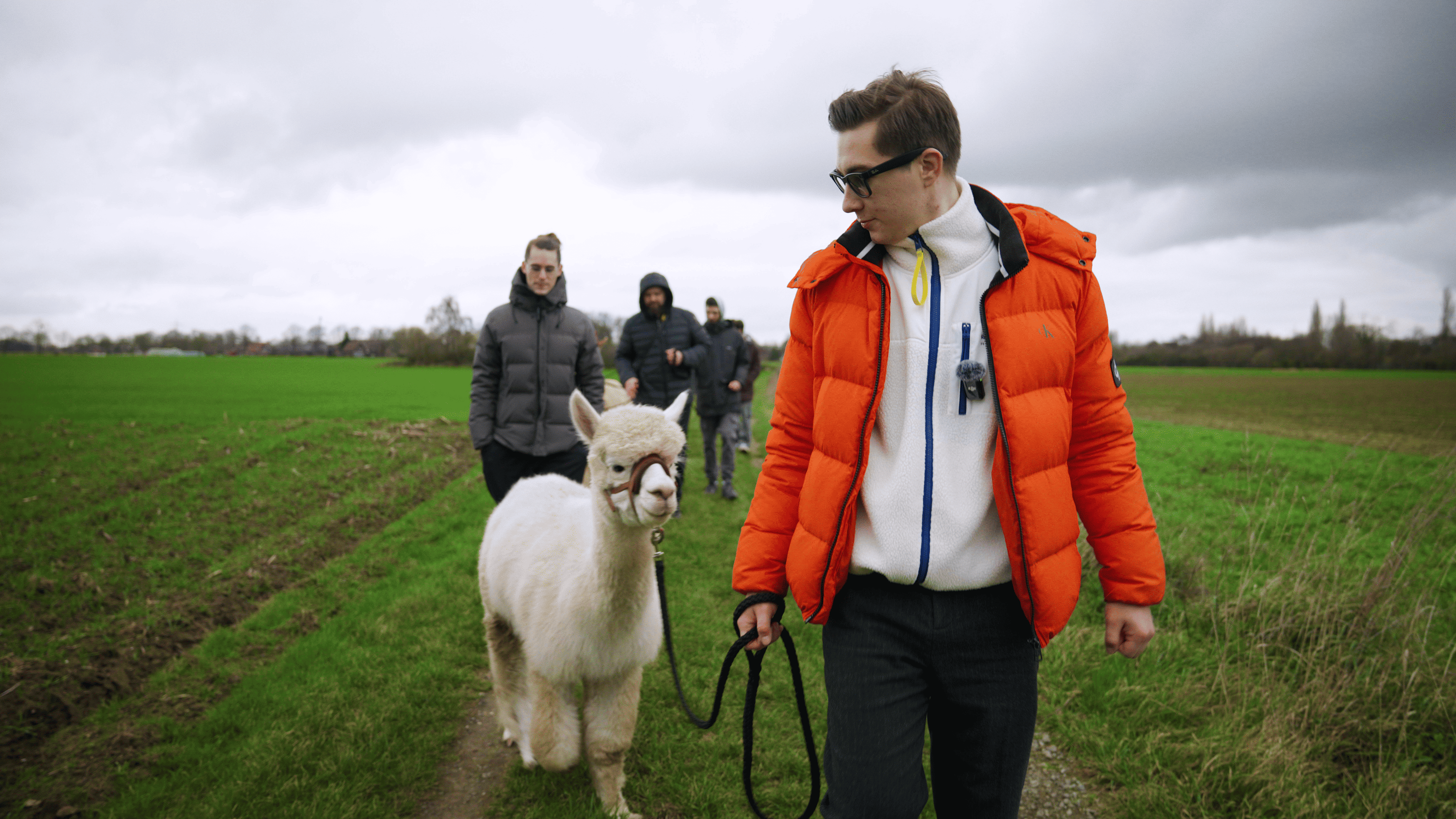 Alpakas werden geführt. Das Bild zeigt eine Alpakawanderung.