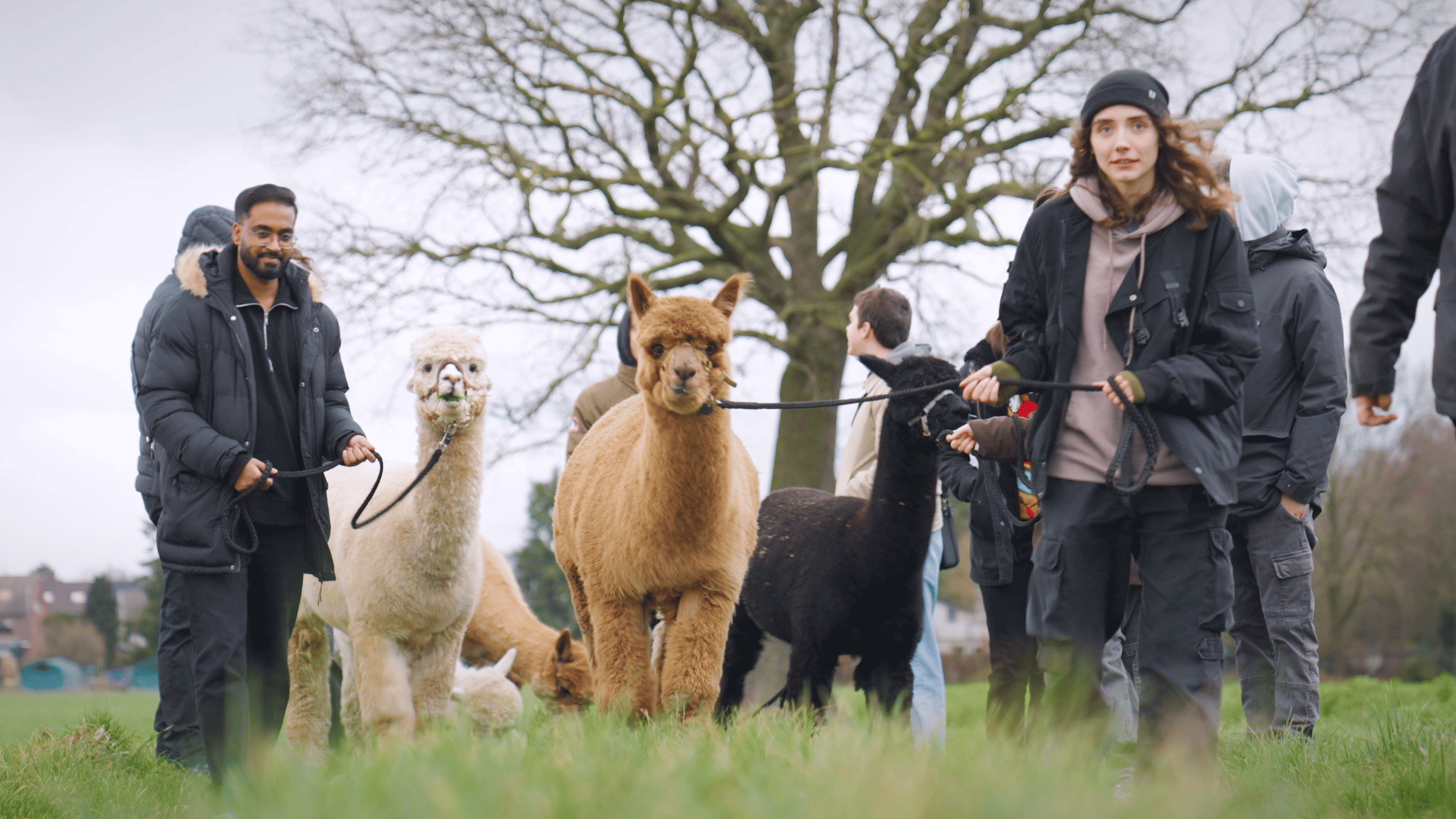Alpakas werden an einem idyllischen Ort geführt. Es ist eine alpaka wanderung zu sehen. 