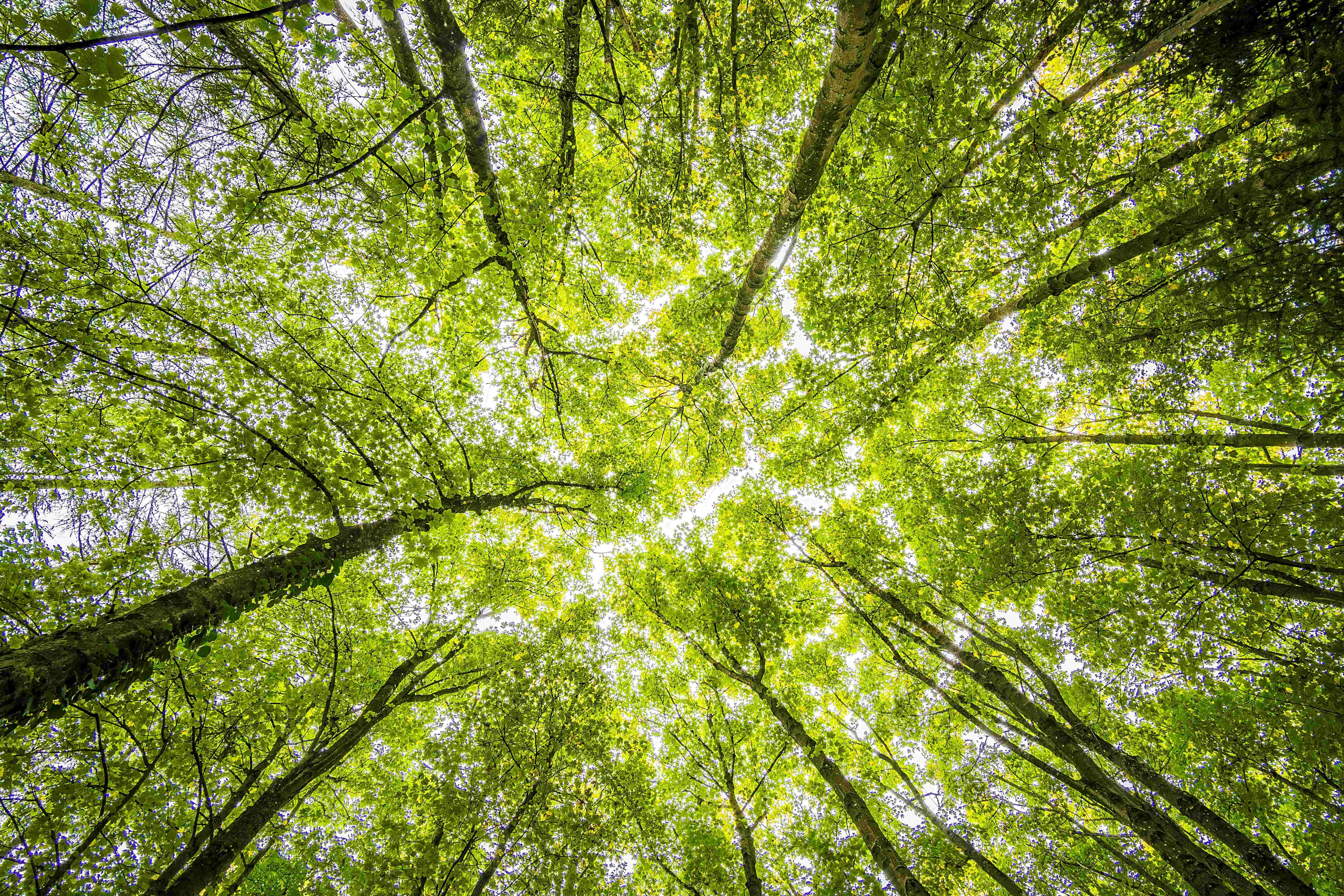 Environment 