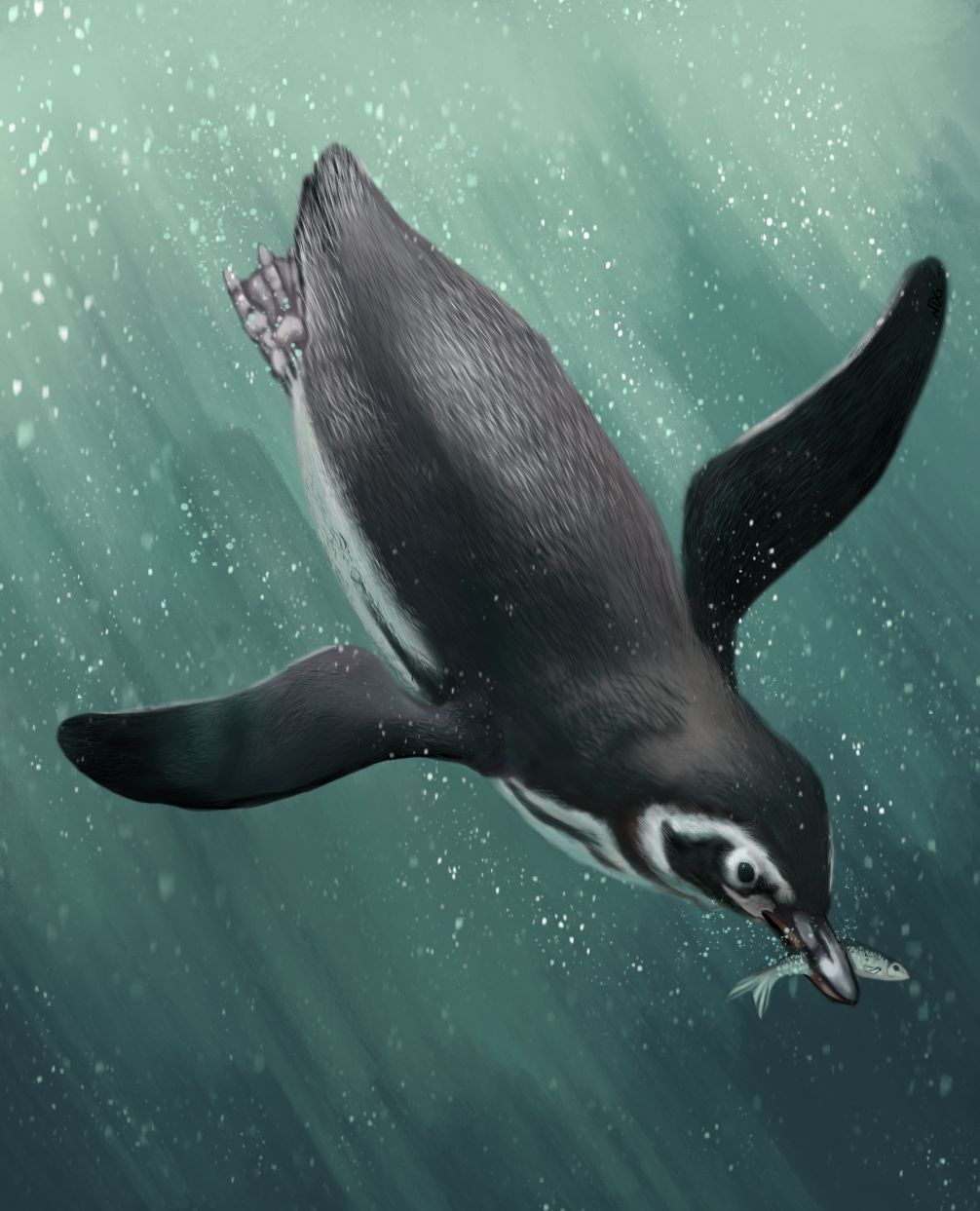 Magellanic penguin swimming