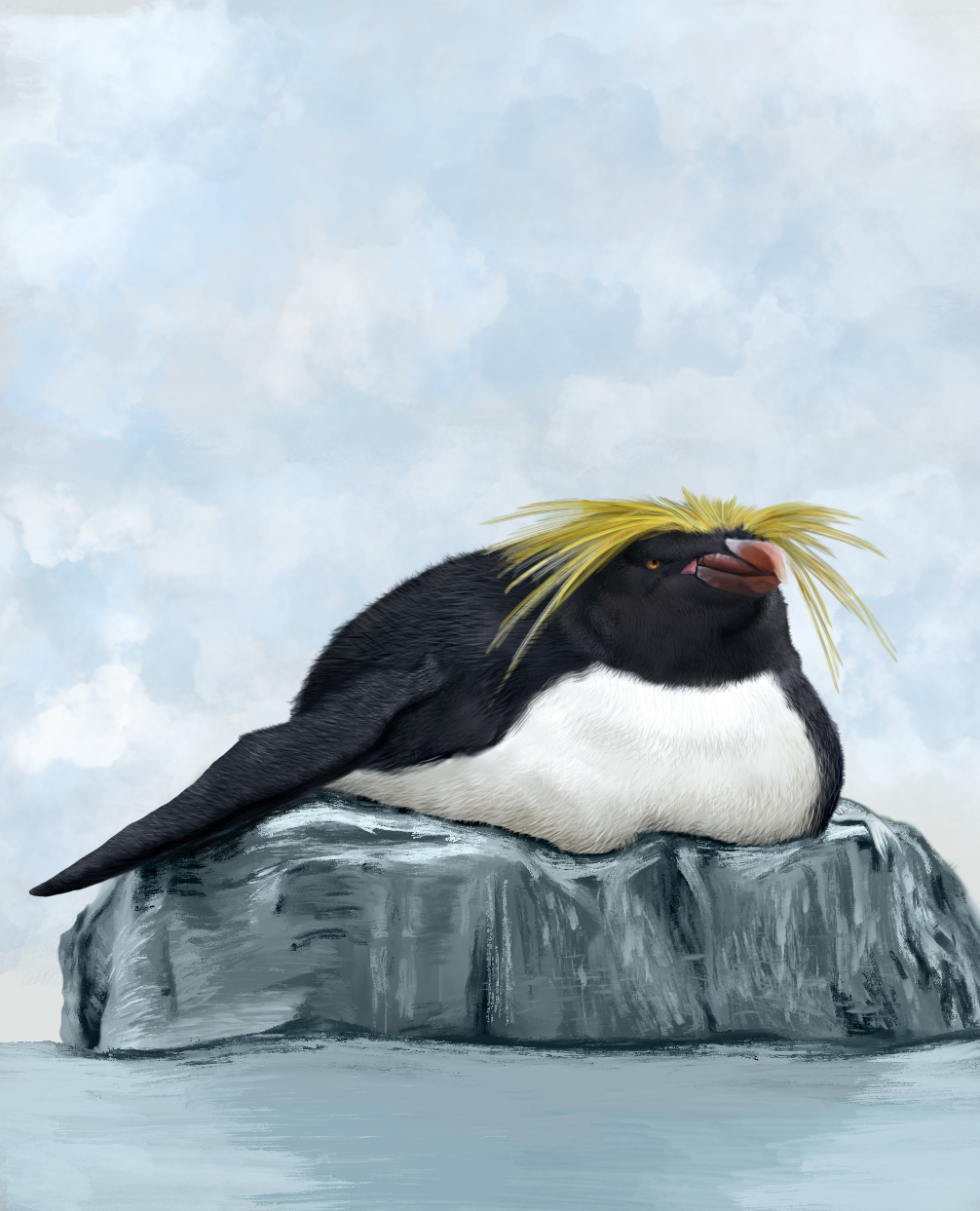 Macaroni penguin lazily resting on a rock