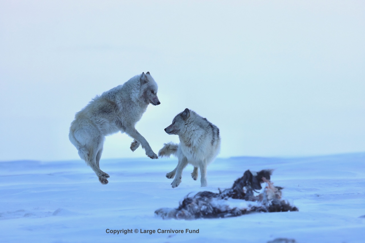A new Arctic wolf couple being playful and bonding after a successful hunt, Large Carnivore Fund 2026 