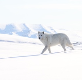 We're all incredibly lucky in the Greater Yellowstone Ecosystem to still have “one of the largest nearly intact temperate-zone ecosystems on Earth”. This is not a state or national treasure, but a global one to protect, study and marvel at. 