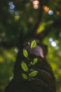 A plant emerging from a tree trunk in the forest, used to illustrate environmental themes addressed in investment funds, mutual funds, and impact funds.