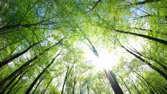 EcoVadis