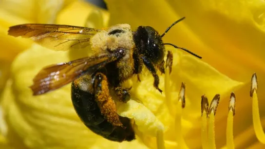 Beewise