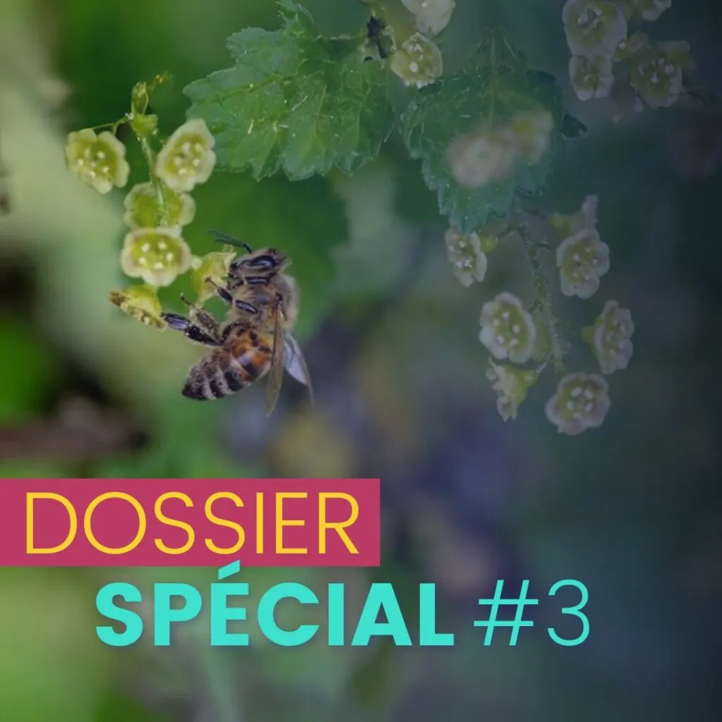 Abeille butinant sur des fleurs jaunes