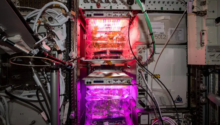 Culture de végétaux dans l'espace dans des caissons dédiés