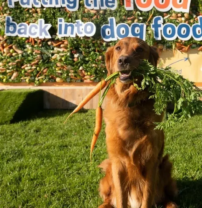 Chien avec des carottes représentant la société Butternut Box, du portefeuille du gérant de Private Equity General Atlantic