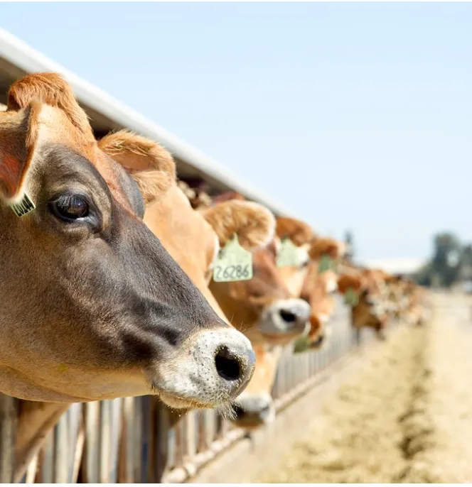 vaches au soleil dans un champ