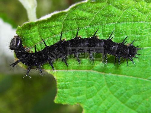 散紋盛蛺蝶幼蟲攝食苧麻