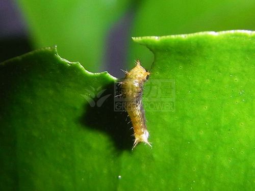 鳳蝶幼蟲攝食柑橘