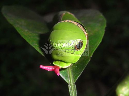 藍鳳蝶幼蟲的臭觸