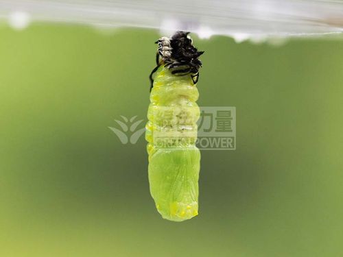 Suspended pupa of Plain Tiger (Danaus chrysippus)