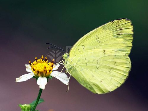 Three-spot Grass Yellow