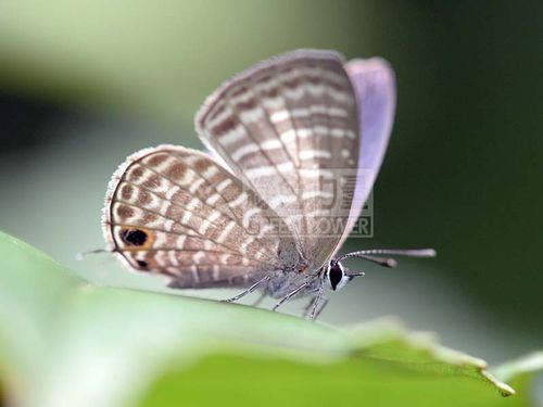 Transparent 6-line Blue