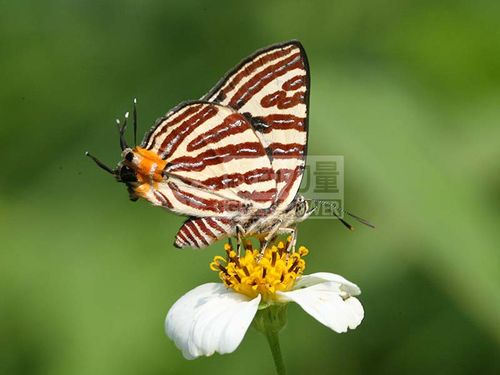 Long-banded Silverline