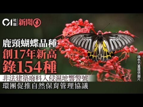 原生植物有利蝴蝶生態 山蒲桃一天吸引31種蝴蝶攝食 