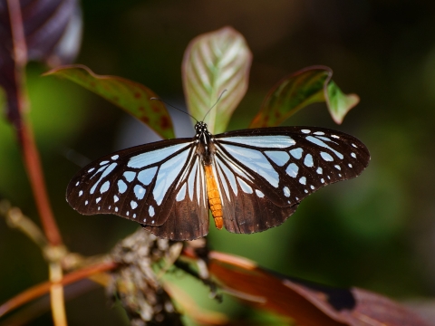 2,300 Overwintering Danaid Butterflies Swarmed in South Lantau (Oriental Daily 11 Dec 2025)