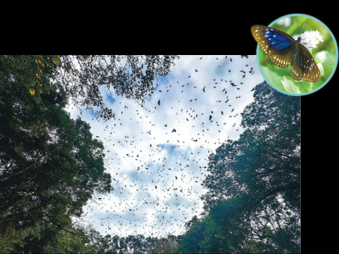 再發現「越冬點」 南大嶼斑蝶 罕破萬 (明報新聞網 2025 年 12 月 31 日)