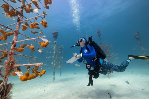 A diver in scuba gear examines coral underwater.