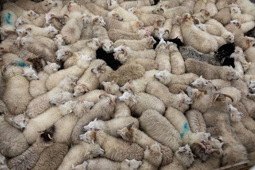 An aerial shot of many sheep crowded together. A few sheep are marked with blue.