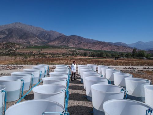 A man in a white lab coat stands at the back of rows of white barrels, in a desert mountain landscape.