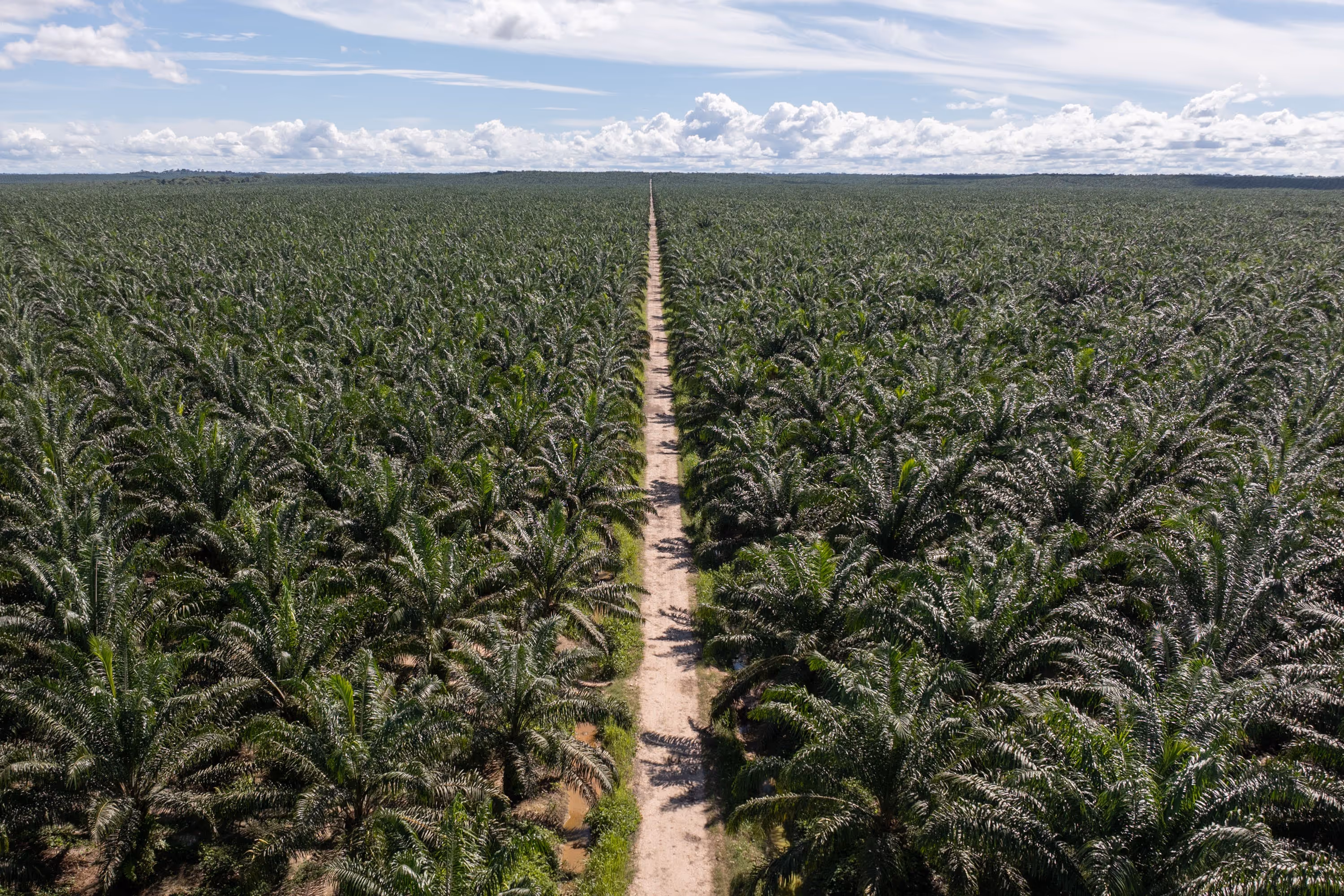 An aerial view of a vast palm oil plantation with a straight dirt road dividing lush green palm trees under a blue sky with scattered clouds.