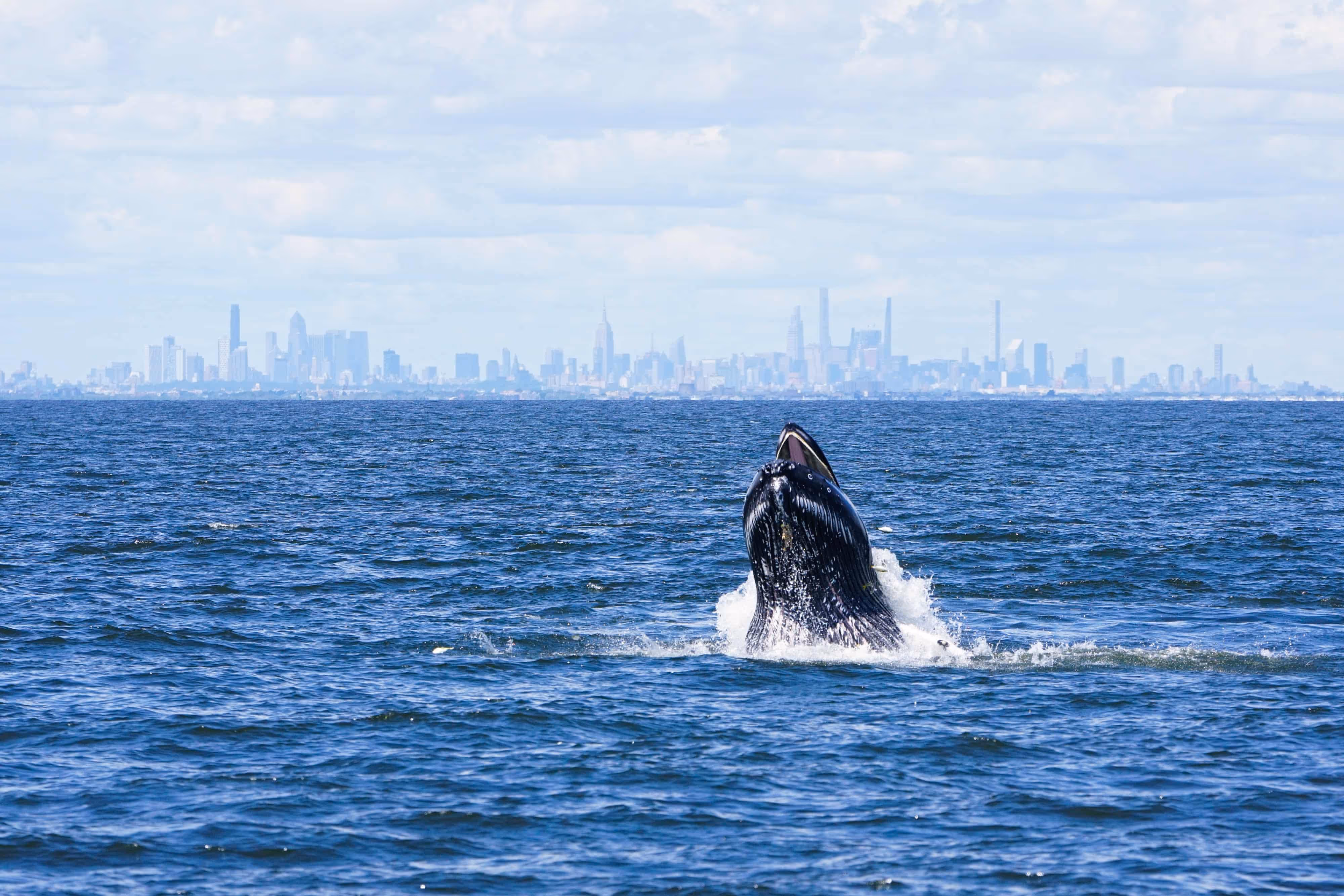 A whale begins to breach in the water. The Manhattan skyline is on the horizon.